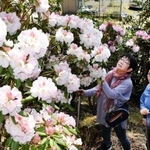 山の斜面を彩るシャクナゲ＝東山シャクナゲ園
