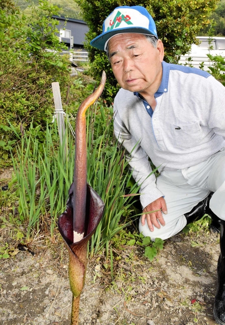 畑から生える棒状のもの。その正体は、よく知られている食べ物だった＝宍粟市内