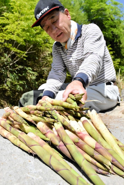 氷ノ山で芽吹くチシマザサのタケノコ「スズコ」＝養父市大屋町横行