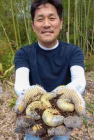竹のチップ内で育った、体長１０センチほどのカブトムシの幼虫＝神河町寺野