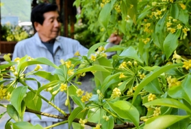 小さな黄色い花が密集して咲くコヤスノキ＝コヤスの杜庭園