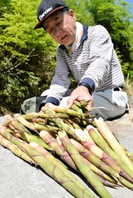 氷ノ山で芽吹くチシマザサのタケノコ「スズコ」＝養父市大屋町横行