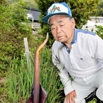 畑から生える棒状のもの。その正体は、よく知られている食べ物だった＝宍粟市内