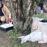 ヤギたちの成長を見守る岡部強志さん＝上郡町