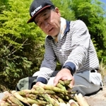 氷ノ山で芽吹くチシマザサのタケノコ「スズコ」＝養父市大屋町横行