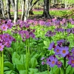 気品ある紅紫色の花を咲かせるクリンソウ＝ちくさ湿原
