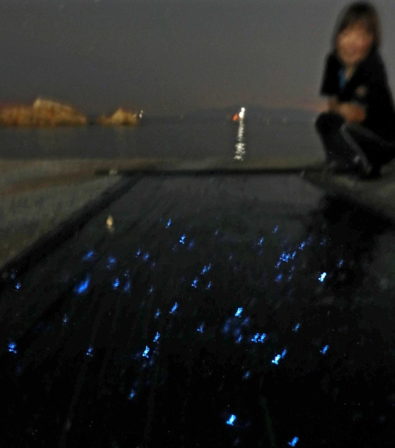 畳岩前の浜辺で青白く光るウミホタル。８月ごろがピークという＝赤穂市御崎（撮影・辰巳直之）