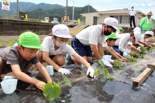 ポットから取り出した苗を畑に植える子どもたち＝神河町中村