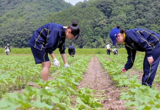 苗の間引き作業に汗を流す生徒たち＝佐用町林崎