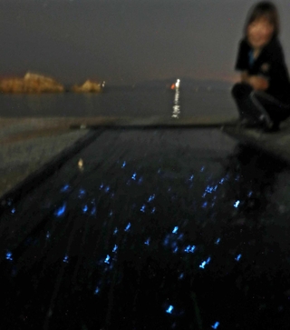 畳岩前の浜辺で青白く光るウミホタル。８月ごろがピークという＝赤穂市御崎（撮影・辰巳直之）