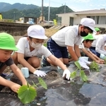 ポットから取り出した苗を畑に植える子どもたち＝神河町中村
