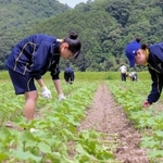 苗の間引き作業に汗を流す生徒たち＝佐用町林崎