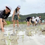 明治時代に生まれた「神力」を植える御津小の５年生ら＝たつの市御津町中島