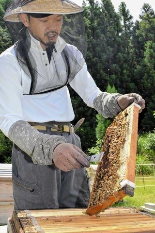 ハチミツを採取する養蜂家の田中啓介さん＝宍粟市一宮町