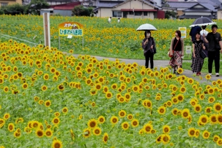 地元住民らが丹精したヒマワリ＝佐用町林崎