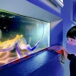 水族館１階の水槽に展示されている日本記録級のマダコ＝姫路市立水族館（撮影・橘高　声）