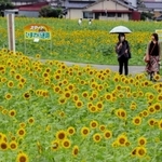 地元住民らが丹精したヒマワリ＝佐用町林崎