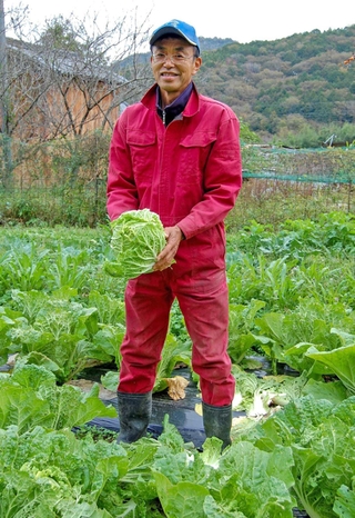 無農薬で育てたハクサイを収穫する笹山和朗さん＝上郡町高山