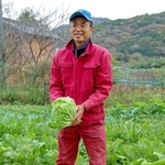 無農薬で育てたハクサイを収穫する笹山和朗さん＝上郡町高山