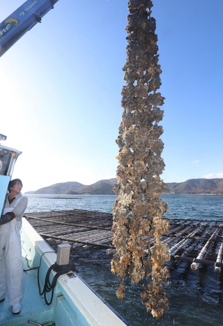 養殖いかだからクレーンで引き上げられる殻付きのカキ＝赤穂市の坂越湾沖