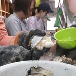 身が大きく成長したカキ。養殖業者の加工場でむき身にされる＝赤穂市坂越、昭和水産