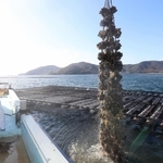 養殖いかだからクレーンで引き上げられる殻付きのカキ＝赤穂市の坂越湾沖