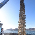 養殖いかだからクレーンで引き上げられる殻付きのカキ＝赤穂市の坂越湾沖