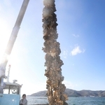 養殖いかだからクレーンで引き上げられる殻付きのカキ＝赤穂市の坂越湾沖
