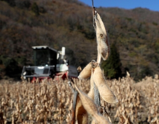 収穫される特産の「佐用もち大豆」＝佐用町小赤松（撮影・辰巳直之）