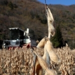 収穫される特産の「佐用もち大豆」＝佐用町小赤松（撮影・辰巳直之）