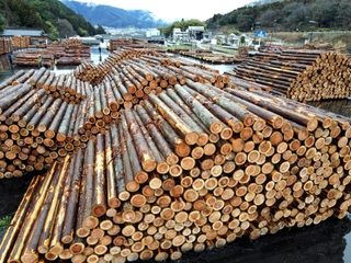 関西屈指の木材流通拠点・宍粟の山崎木材市場「用途に応じた木材、大量  