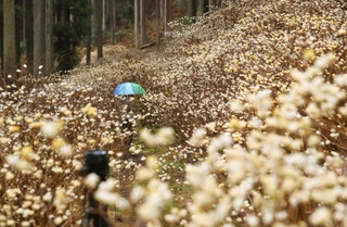 薄暗い杉林で見頃を迎えたミツマタの花＝宍粟市一宮町東河内