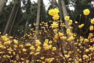 薄暗い杉林で見頃を迎えたミツマタの花＝宍粟市一宮町東河内