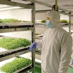 さまざまな葉物野菜が並ぶ工場内＝赤穂市有年原、「Ｗｉｔｈ　Ｙｏｕ」