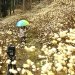薄暗い杉林で見頃を迎えたミツマタの花＝宍粟市一宮町東河内