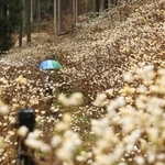 薄暗い杉林で見頃を迎えたミツマタの花＝宍粟市一宮町東河内