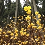 薄暗い杉林で見頃を迎えたミツマタの花＝宍粟市一宮町東河内