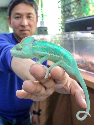 きょろきょろした目で子どもたちに人気のカメレオン＝神河町猪篠