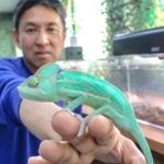 きょろきょろした目で子どもたちに人気のカメレオン＝神河町猪篠