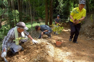 トチノキの苗木を植える参加者ら＝佐用町西新宿