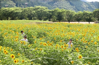 辺り一面を黄色く染めるヒマワリの花＝佐用町東徳久