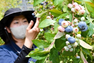 紫色に染まりつつあるブルーベリーの実＝宍粟市波賀町安賀