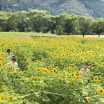 辺り一面を黄色く染めるヒマワリの花＝佐用町東徳久