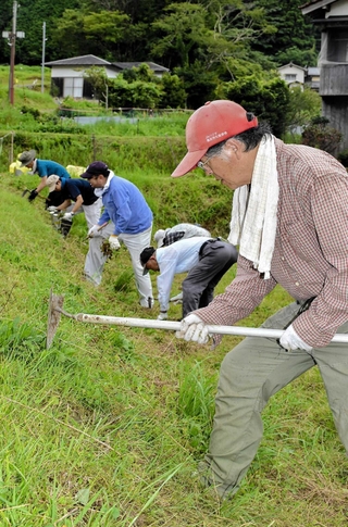 外来種のフランスギクを駆除する参加者たち＝宍粟市千種町鷹巣