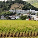 黄金色の稲穂を刈り取っていくコンバイン＝佐用町三日月