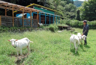 完成した牧場でヤギを飼育する岡部強志さん＝上郡町金出地