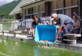 ２５メートルプールにコイを放つ安積さん（左）ら＝神河町南小田