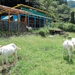 完成した牧場でヤギを飼育する岡部強志さん＝上郡町金出地