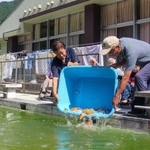 ２５メートルプールにコイを放つ安積さん（左）ら＝神河町南小田