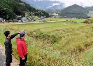 宍粟市波賀町の棚田。地域の高齢化や担い手不足で雑草が伸びた農地が増えている＝同町皆木
